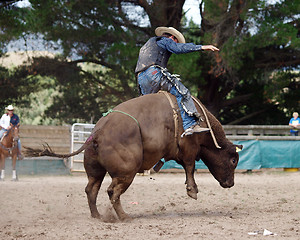 Image showing Bucking Bull