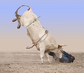 Image showing Charolais Bull with Rider on the Ground 