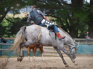 Image showing Bucking Gray