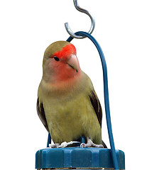 Image showing Lovebird on top of a Feeder 