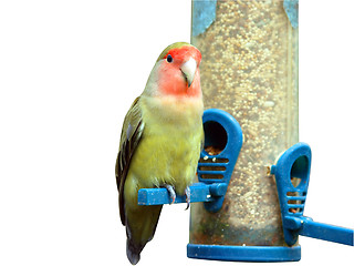 Image showing Lovebird perched on a seed feeder with copyspace