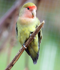 Image showing  Peach Faced  Lovebird