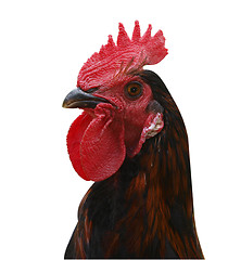 Image showing Red Combed Rooster