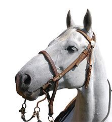 Image showing Portrait View of a Cowboy's Horse