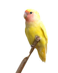 Image showing Yellow Lovebird Out on a Branch