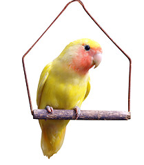 Image showing Yellow Lovebird on Swing