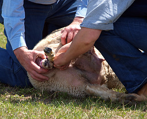 Image showing Helping hands