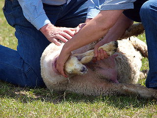 Image showing Delivering a Lamb