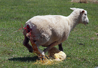 Image showing New Born Lamb