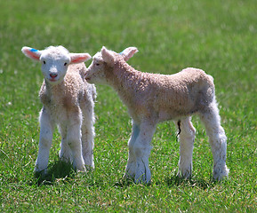 Image showing New Born Twins