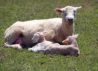 Image showing Happy Family