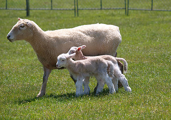 Image showing Day Old Twin Lambs