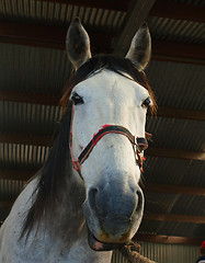 Image showing Grey Portrait