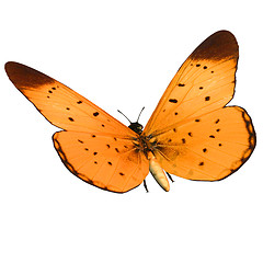 Image showing Butterfly