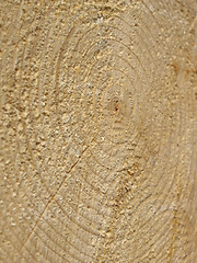 Image showing Wood rings