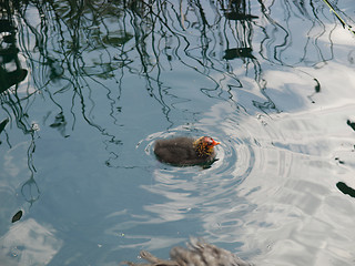 Image showing Duck