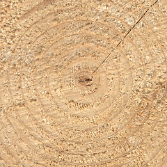 Image showing Wood rings