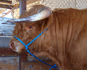 Image showing Highland Bull