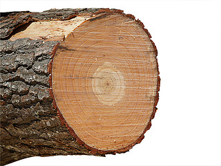 Image showing End of a Pinus Radiata log