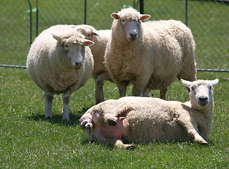 Image showing Lambing