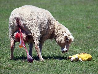 Image showing Ewe & 3 minute old lamb