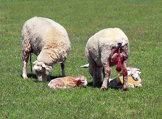 Image showing Two Ewes with Newborn Lambs