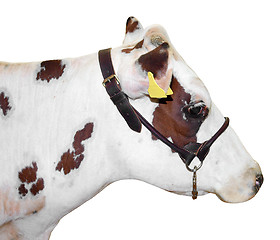 Image showing White and Red Ayrshire Cow