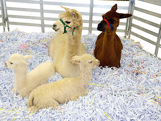 Image showing Two Alpaca with Cria