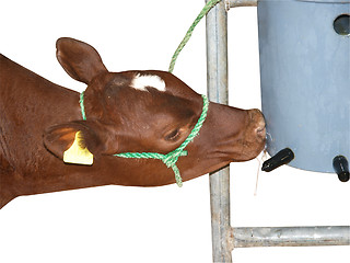 Image showing Ayrshire Calf Having a Feed 