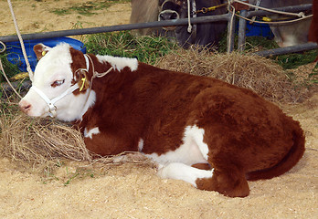 Image showing Hereford Calf