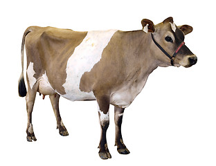 Image showing Jersey Cow with Halter 