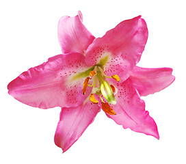 Image showing Red Lily 