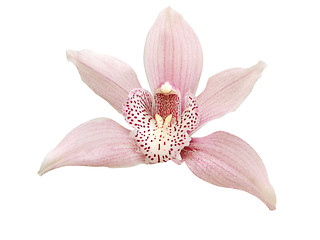 Image showing Single Pink Orchid