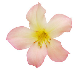 Image showing Pink Rhododendron 