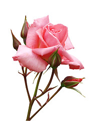 Image showing Pink Rose with Buds