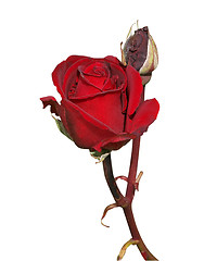 Image showing Dark Red Rose with Bud 