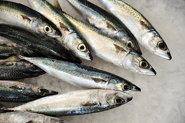 Image showing Fresh mackeler fish, market of Madeira, Portugal