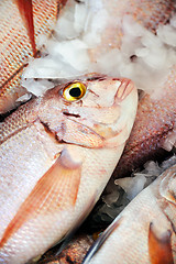 Image showing Fresh Red Snapper, market of Madeira, Portugal