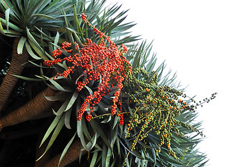 Image showing Dragon tree,  Dracaena draco - Madeira