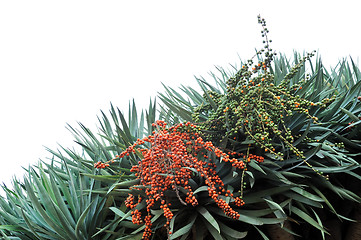 Image showing Dragon tree,  Dracaena draco - Madeira