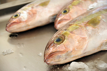 Image showing Fresh Red Snapper, market of Madeira, Portugal