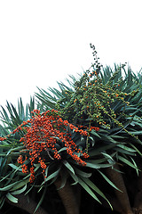 Image showing Dragon tree,  Dracaena draco - Madeira