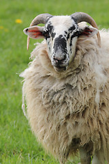 Image showing sheep ram