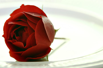 Image showing Rose on plate