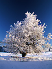 Image showing Big frozen tree in sunshine