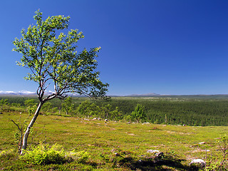 Image showing Lonely tree