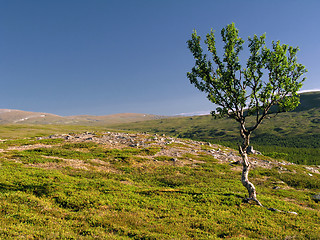 Image showing Lonely tree on the hill