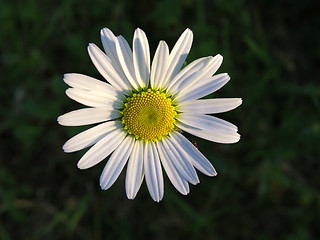 Image showing white chamomile closeup