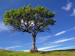 Image showing Big tree 