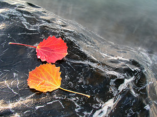 Image showing Colorful leaves isolated on stone